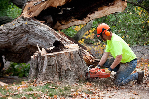 Seasonal Cleanup (Spring/Fall) in Las Cruces, NM